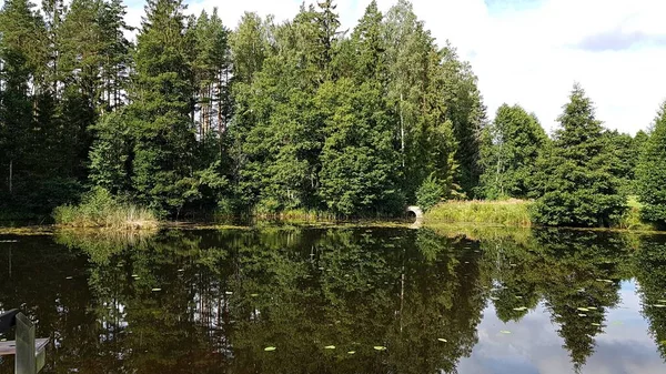 Höga Gröna Träd Stranden Sjön Och Deras Reflektion Över Den — Stockfoto