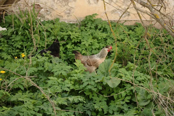 Frango Vagueia Entre Moitas Verdes Aldeia Busca Comida — Fotografia de Stock