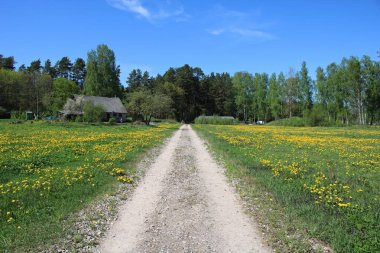 15 Mayıs 2021 'de Letonya' nın Jaunmarupe kentinde çiçek açan büyük karahindiba tarlaları.