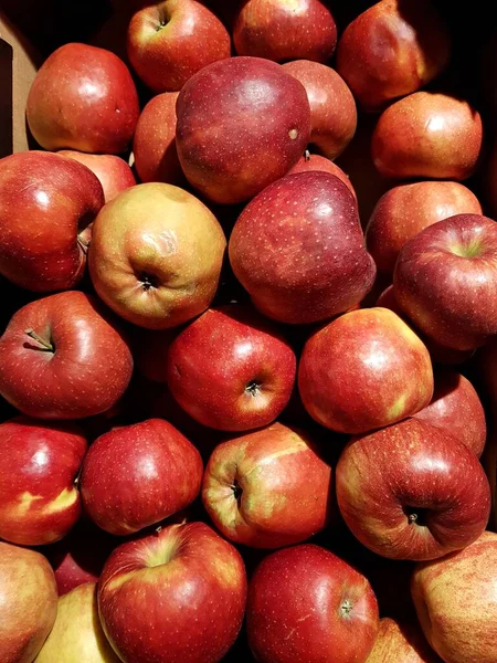 Maturare Deliziose Mele Vengono Raccolte Nel Giardino Del Villaggio Preparate — Foto Stock