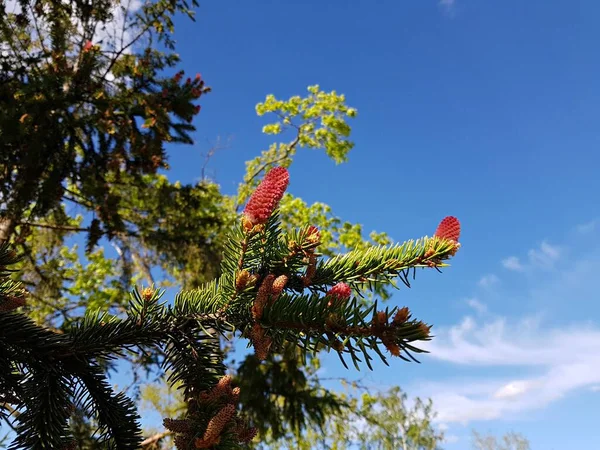 Het Voorjaar Beginnen Pijnbomen Bloeien Met Ongewone Rode Scheuten — Stockfoto