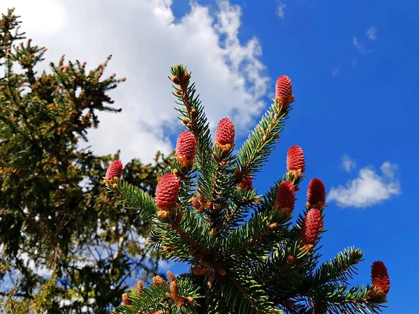 Het Voorjaar Beginnen Pijnbomen Bloeien Met Ongewone Rode Scheuten — Stockfoto