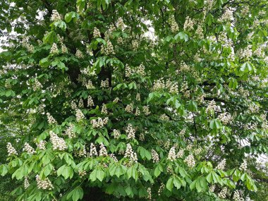 Kestane ağaçları baharın sonlarında büyük beyaz kümeler halinde çiçek açmaya başlar..