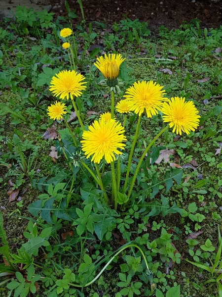 春天里 田野和草地上开满了黄色艳丽的蒲公英 — 图库照片