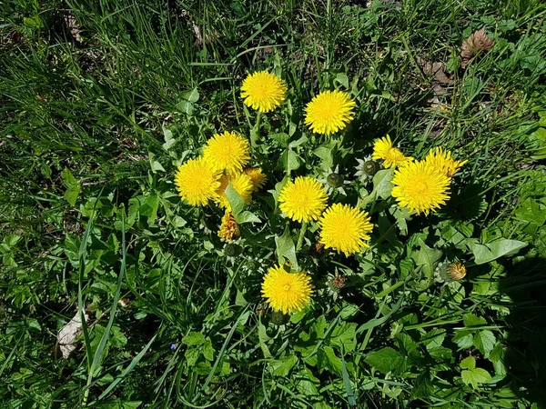Sarı Parlak Karahindiba Çiçekleri Tarlalarda Çayırlarda Güneşli Bahar Günlerinde — Stok fotoğraf