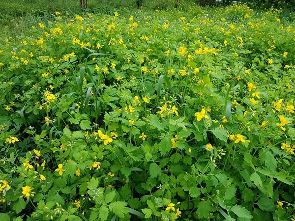 Sárga Fényes Virágokkal Réten Napos Tavaszi Napokon — Stock Fotó