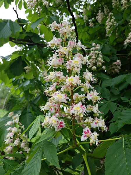 Chestnut Trees Begin Bloom Large White Clusters Late Spring — Stock Photo, Image