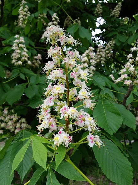 Les Châtaigniers Commencent Fleurir Grappes Blanches Fin Printemps — Photo