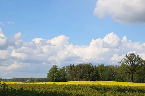 Ατελείωτα Λιβάδια Που Ανθίζουν Φωτεινά Κίτρινα Λουλούδια Και Πυκνά Σύννεφα — Φωτογραφία Αρχείου