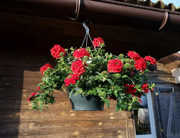 Dekoracyjne Letnie Kwiaty Różnych Kolorach Doniczkach Zawieszone Fasadach Domów — Zdjęcie stockowe