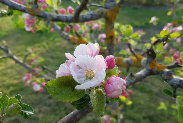 Viele Schöne Blumen Den Ästen Der Apfelbäume Den Frühlingstagen — Stockfoto
