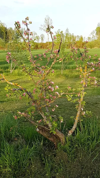 Много Красивых Цветов Ветвях Яблонь Весной — стоковое фото