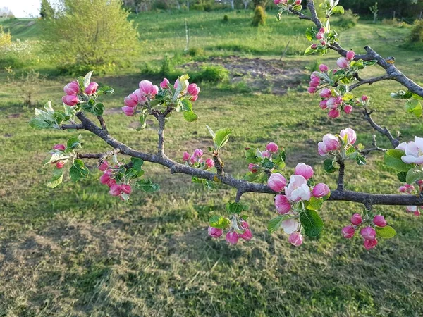 Viele Schöne Blumen Den Ästen Der Apfelbäume Den Frühlingstagen — Stockfoto