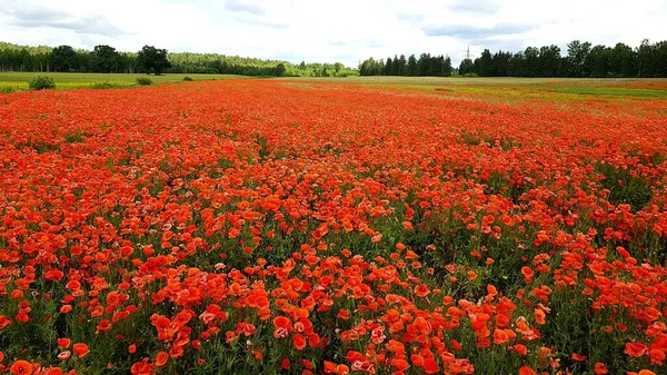 暖かい夏の日には広大な畑に多くの赤いケシが咲きます — ストック写真