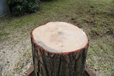 Bahçede kesilmiş bir çam ağacından arta kalan büyük bir kütük..