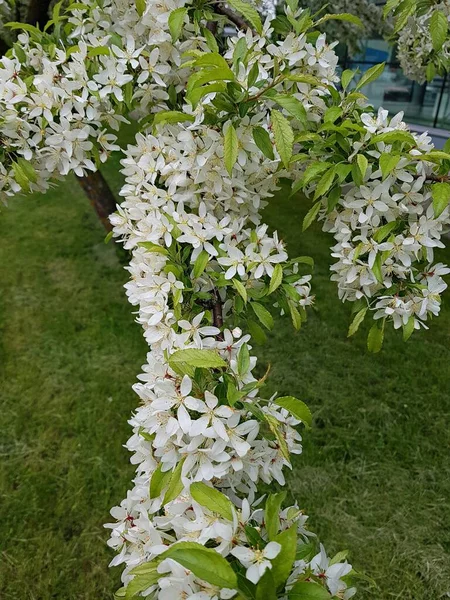 Muitas Flores Brancas Nos Ramos Cereja Pássaro Dias Maio — Fotografia de Stock