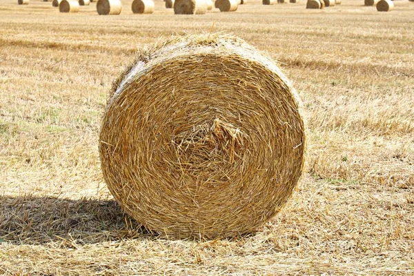 Hooi Het Veld Gedraaid Grote Rollen Voorbereid Voor Winter — Stockfoto