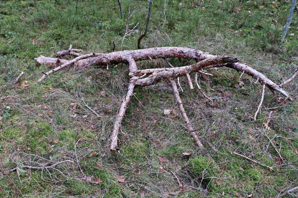 Grande Parte Grossa Galho Pinheiro Está Grama Floresta — Fotografia de Stock