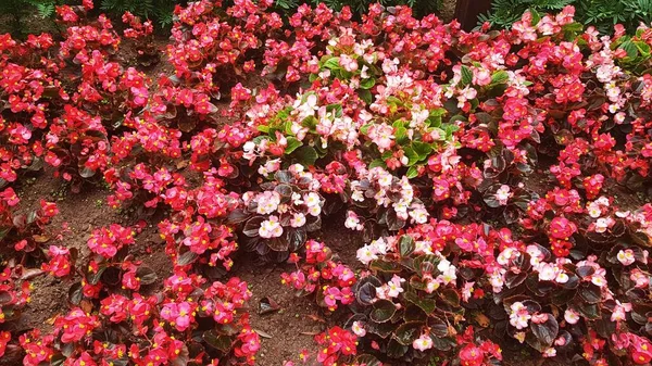 Pequenas Flores Verão Plantadas Canteiros Flores Cidade Para Fazer Pessoas — Fotografia de Stock