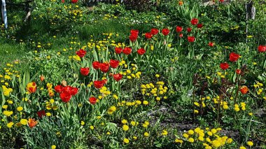 Güzel kırmızı laleler köyde bir sebze bahçesinde yetişir Mayıs aylarında.
