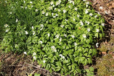 Anemone 'nin beyaz narin çiçekleri ılık bahar günlerinde bir çam ormanında.