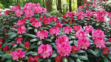 Rododendron çalıları, ilkbaharın başlangıcıyla birlikte çok güzel çok renkli çiçeklerle açarlar..