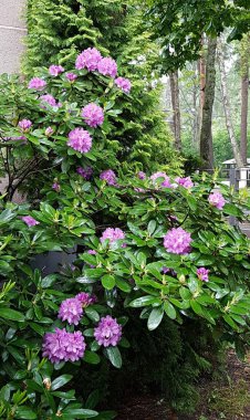 Rododendron çalıları, ilkbaharın başlangıcıyla birlikte çok güzel çok renkli çiçeklerle açarlar..