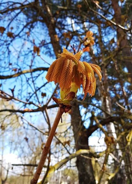 栗树枝条上的嫩叶在春暖花开的日子里出现 — 图库照片