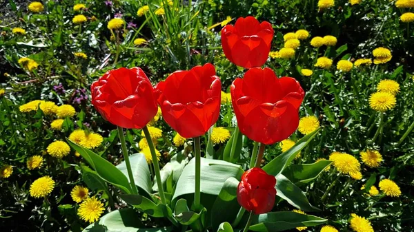 Vackra Röda Tulpaner Växte Grönsaksträdgård Byn Varma Maj Dagar — Stockfoto