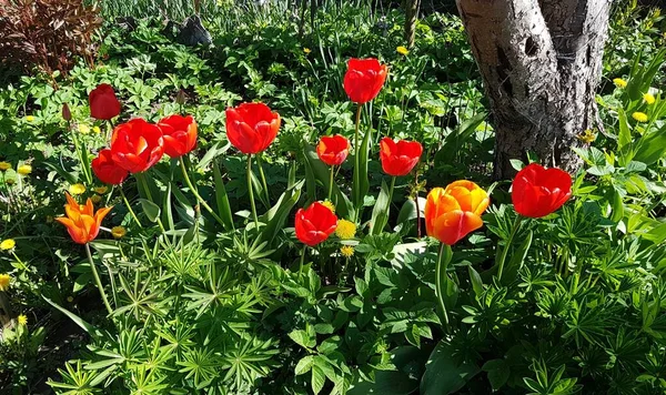 Belles Tulipes Rouges Poussaient Dans Potager Village Les Chaudes Journées — Photo