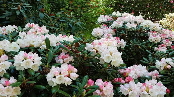 Arbustos Rhododendron Florescem Com Flores Multicoloridas Muito Bonitas Com Início — Fotografia de Stock