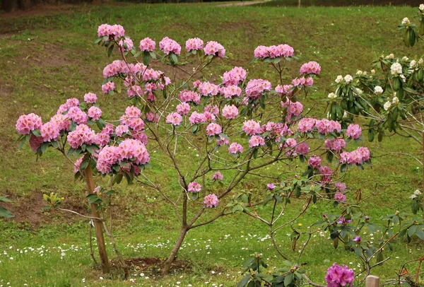 Rhododendron Bushes Bloom Very Beautiful Multi Colored Flowers Onset Spring — Stock Photo, Image