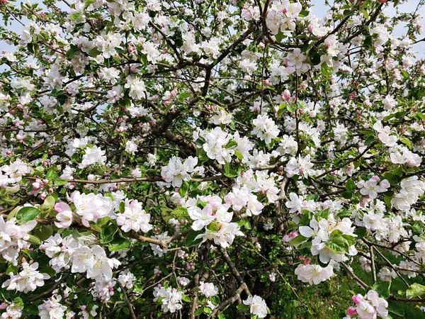 Квітучі Гілки Яблуні Багатьма Яскравими Квітами Теплі Весняні Дні — стокове фото