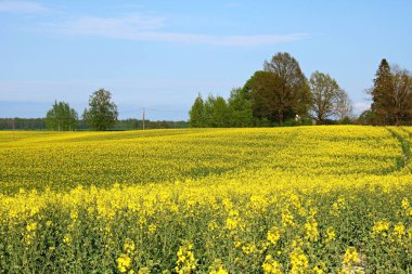 Sonsuz kolza tohumu tarlaları ılık Mayıs günlerinde güzel sarı çiçeklerle çiçeklendi..