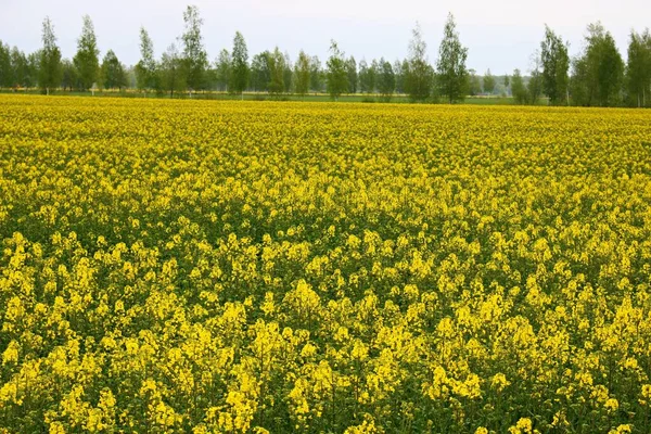 Campos Colza Infinitos Florecieron Con Hermosas Flores Amarillas Los Cálidos —  Fotos de Stock