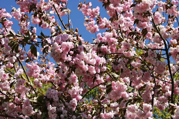 Sakura Arbres Fleuri Avec Beaucoup Belles Fleurs Sur Les Jours — Photo