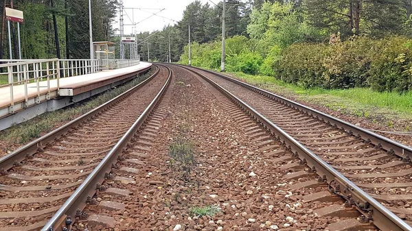夏季森林中的两条铁路线延伸到地平线之外 — 图库照片