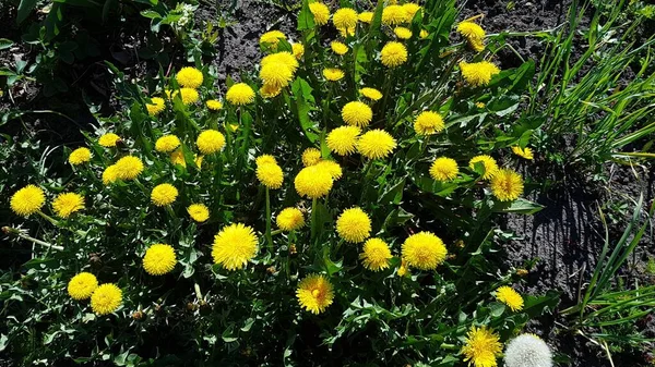 春天里 绿色的草地上开满了艳丽的黄色蒲公英 — 图库照片