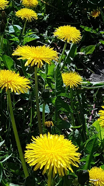 Flores Dente Leão Amarelas Brilhantes Prados Verdes Dias Primavera Quentes — Fotografia de Stock