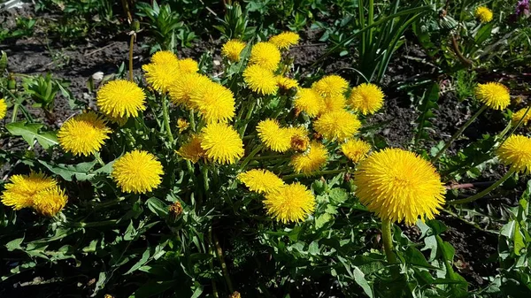 Leuchtend Gelbe Löwenzahnblüten Auf Grünen Wiesen Warmen Frühlingstagen — Stockfoto