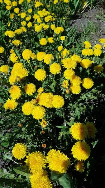春天里 绿色的草地上开满了艳丽的黄色蒲公英 — 图库照片