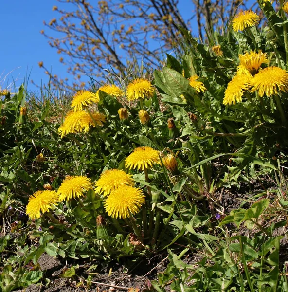 Leuchtend Gelbe Löwenzahnblüten Auf Grünen Wiesen Warmen Frühlingstagen — Stockfoto