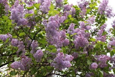 Ilık bahar günlerinde çiçek açan leylak kümeleri..