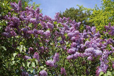 Ilık bahar günlerinde çiçek açan leylak kümeleri..