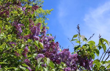 Ilık bahar günlerinde çiçek açan leylak kümeleri..