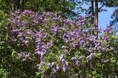 Ilık bahar günlerinde çiçek açan leylak kümeleri..