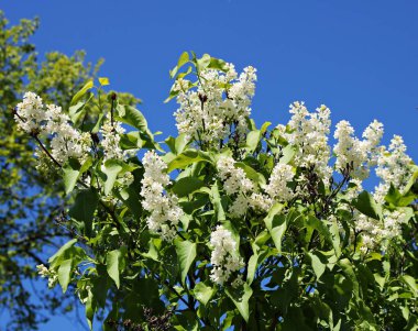 Ilık bahar günlerinde çiçek açan leylak çalılarında güzel beyaz kümeler..