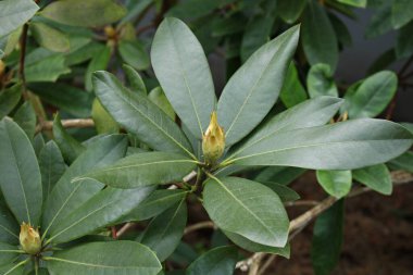 Çalı çalılarındaki genç tomurcuklar baharda güzel çiçeklere dönüşmeye hazırlar..