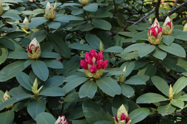 Çalı çalılarındaki genç tomurcuklar baharda güzel çiçeklere dönüşmeye hazırlar..