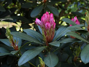 Çalı çalılarındaki genç tomurcuklar baharda güzel çiçeklere dönüşmeye hazırlar..